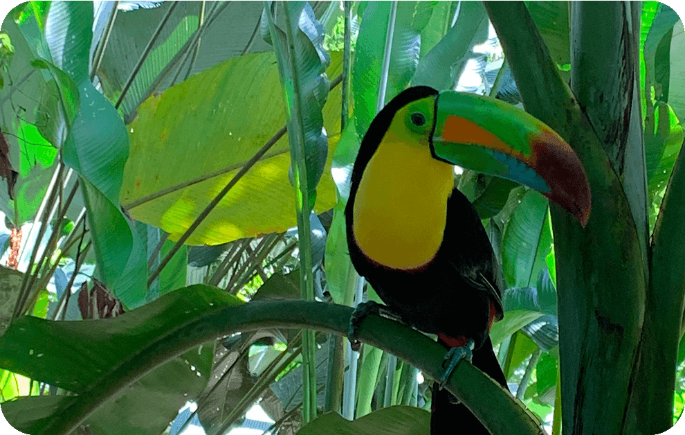 Soins et réhabilitation de la faune sauvage